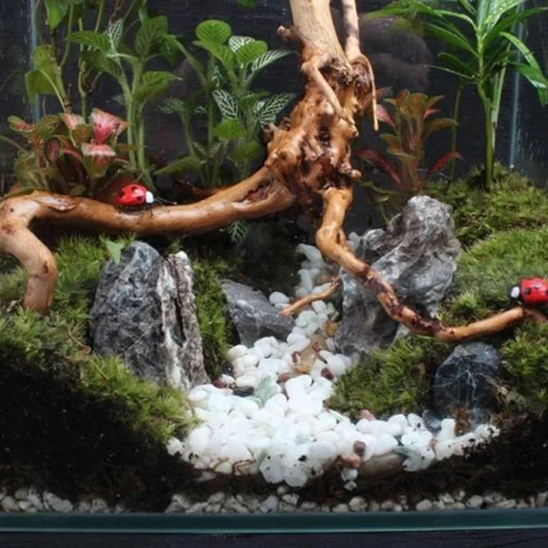 ต้นไม้ธรรมชาติลำต้นไม้ดริฟท์วู - Aquarium Fish For Sale Online บทวิจารณ์และราคา