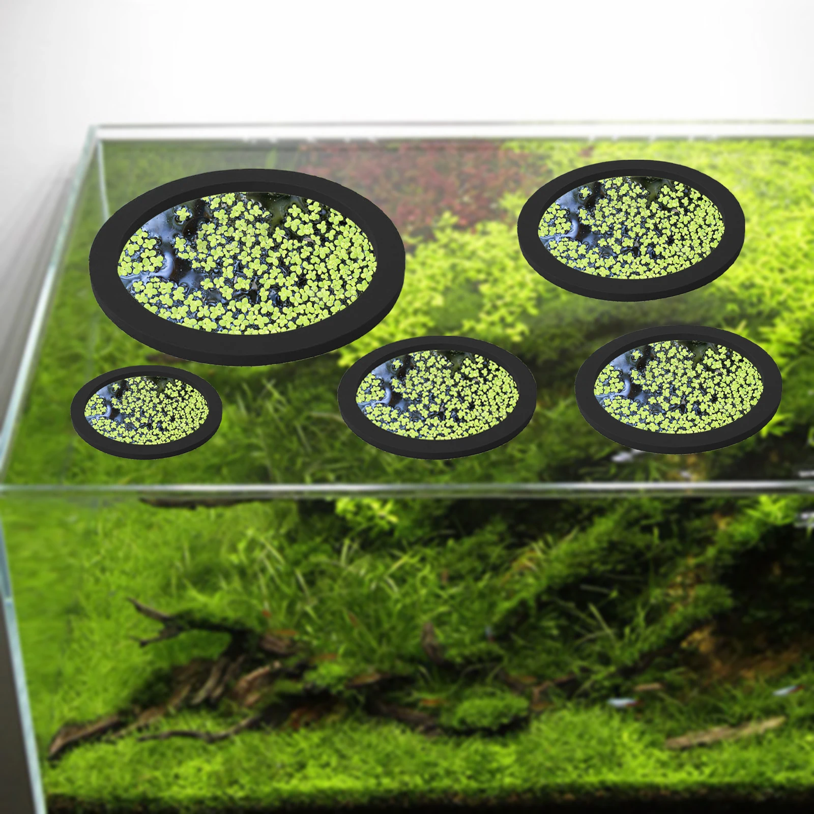 5 ชิ้น EVA ปลา Feeding แหวน Aq - Aquarium Fish Items บทวิจารณ์และราคา