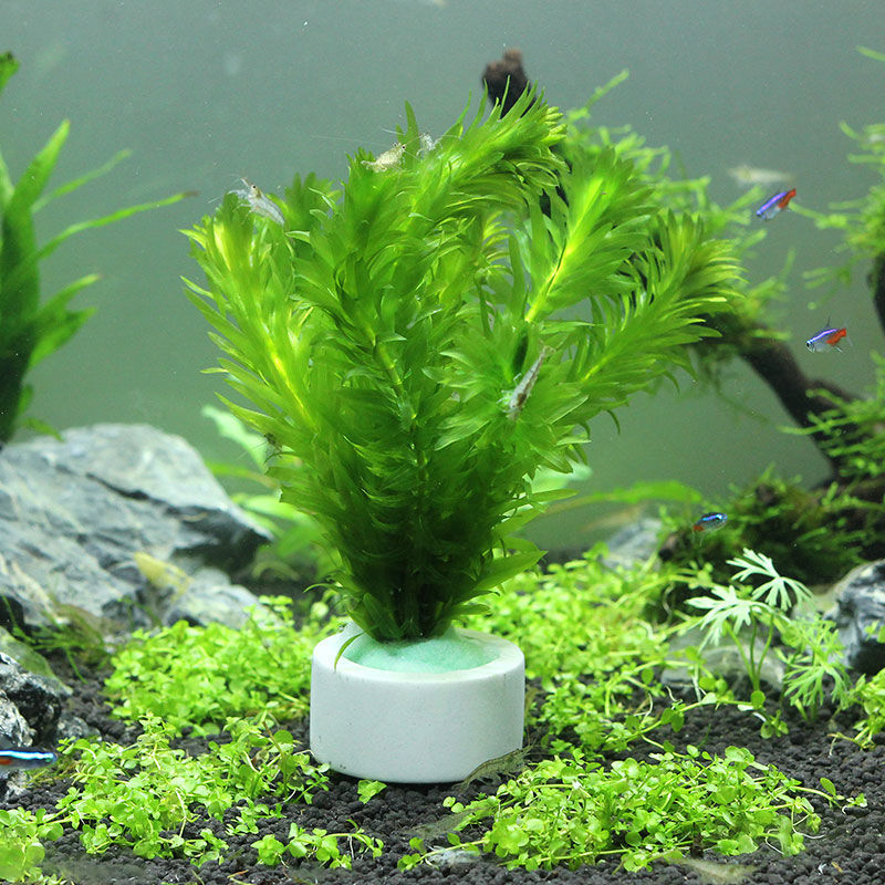 แหวนเซรามิกตกแต่งตู้ปลา, หม้อใ - Aquarium Fish Pot บทวิจารณ์และราคา