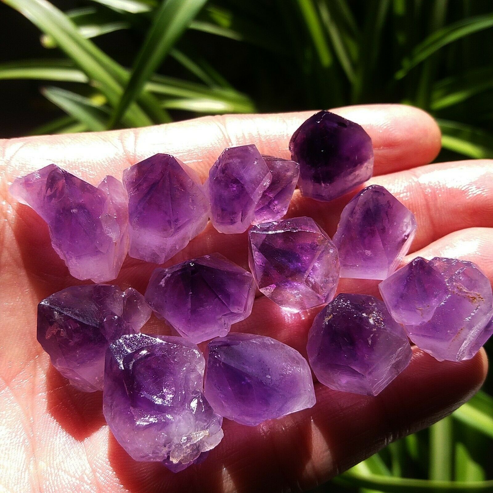 ธรรมชาติที่ไม่ซ้ำกัน Lavender  - Aquarium Fish Unique บทวิจารณ์และราคา
