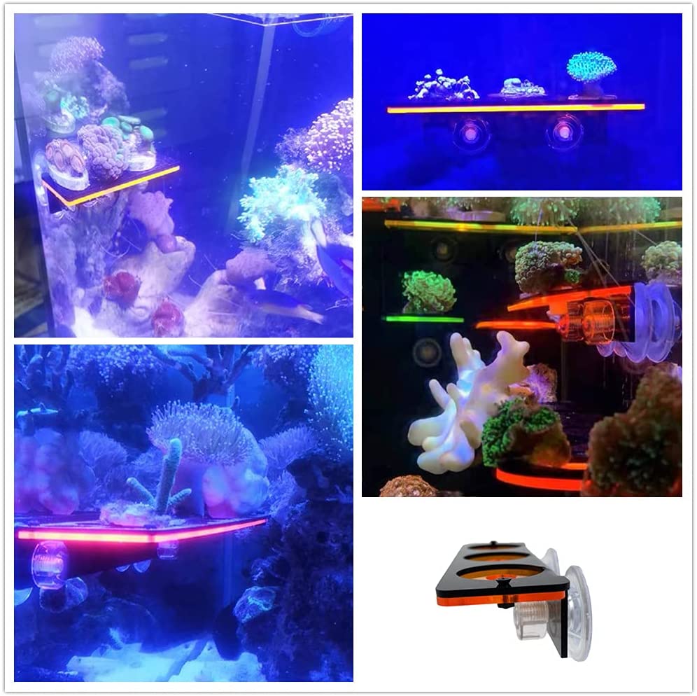 เรืองแสง Coral Frag ปลั๊กยึดปล - Aquarium Fish For Sale Online บทวิจารณ์และราคา